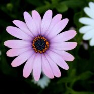 Blossoms, Balance, and the Return of Spring